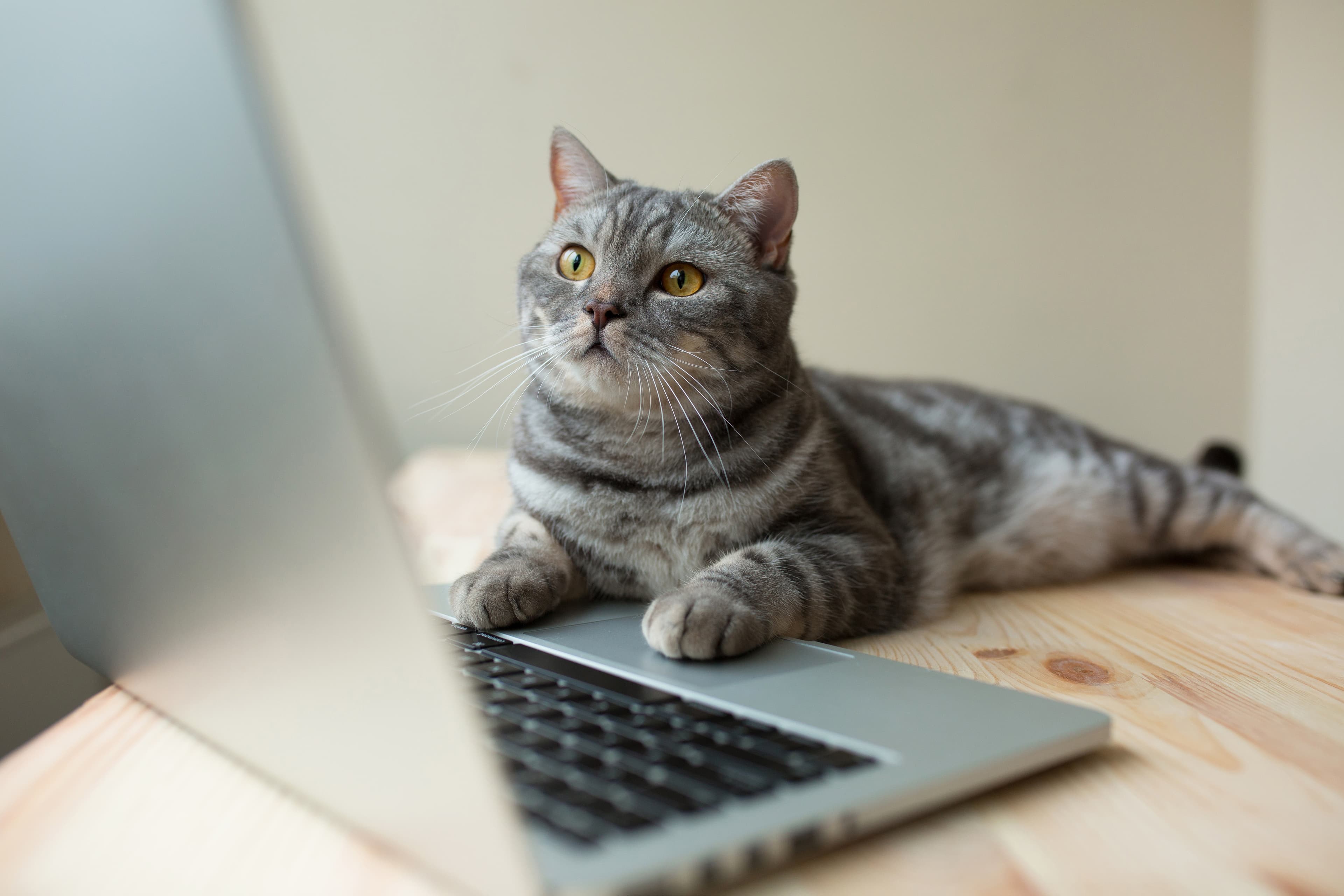 Cat at a computer, looking at the screen.