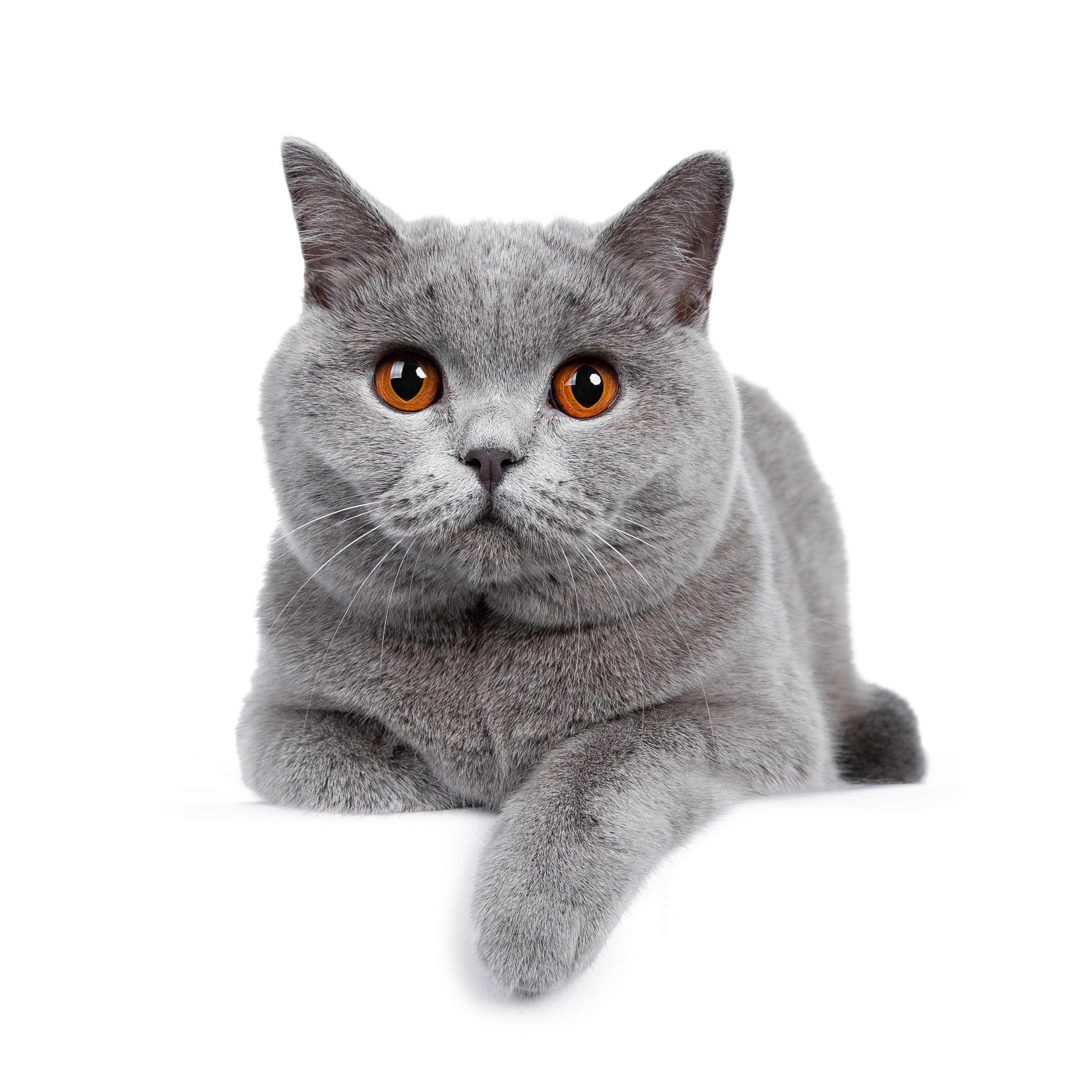 Soft gray round cat in a calm portrait.