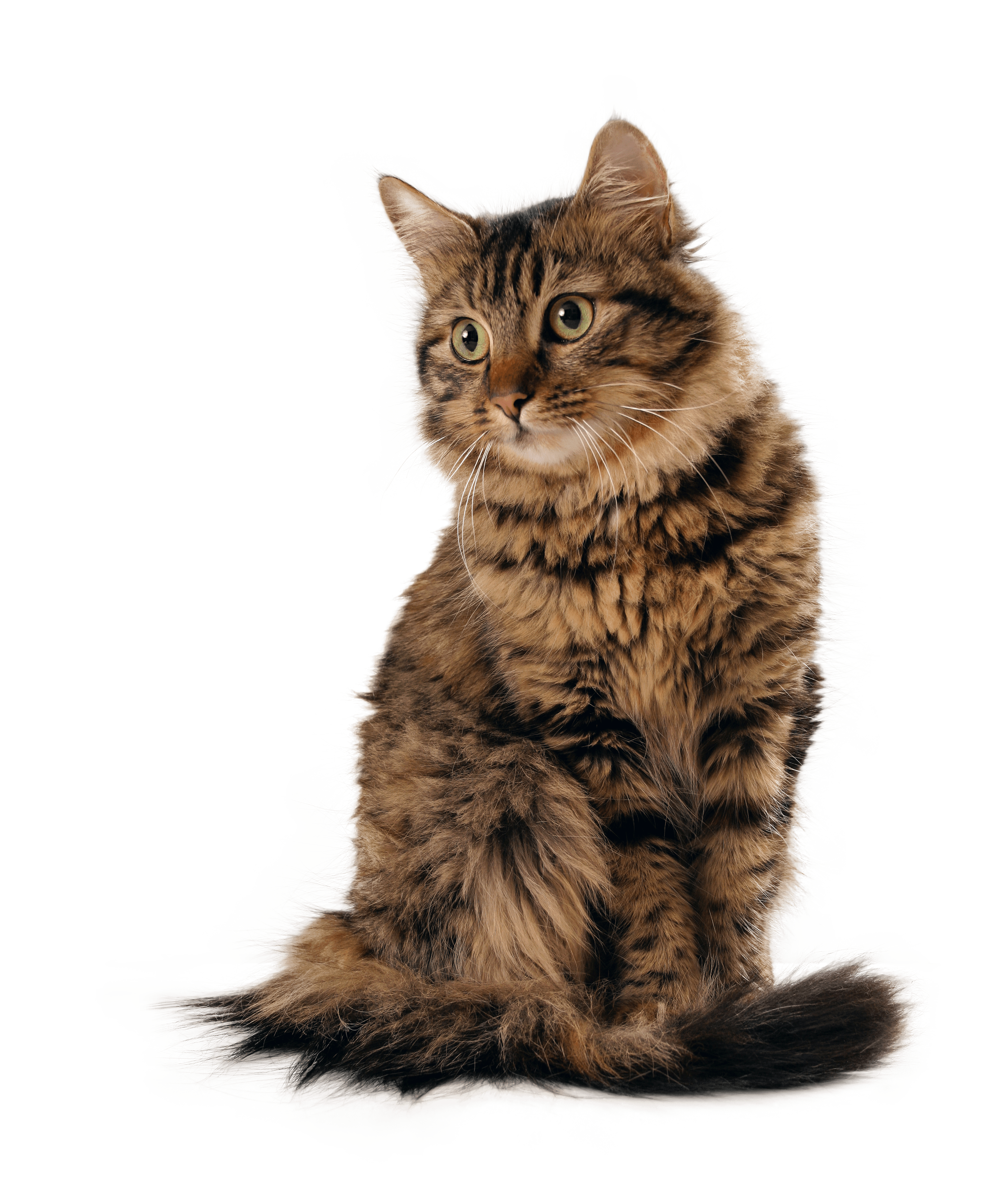 Brown long-haired tabby cat sitting upright.